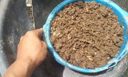 单纯疱疹病毒igm阳性是什么-单纯疱疹病毒igm和igg的区别网 - 网站提供单纯疱疹病毒2型igm阳性是什么意思小常识、单纯疱疹病毒igm抗体